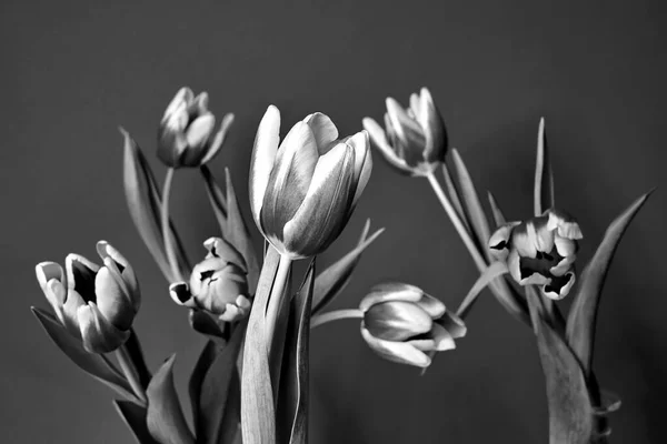 Krásná Kytice Červených Tulipánů Monochromatický — Stock fotografie