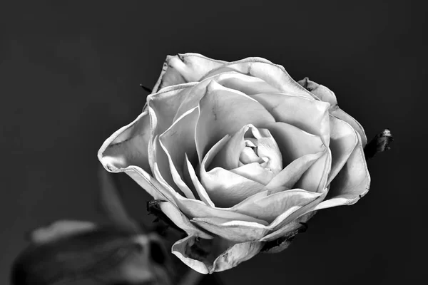 Beautiful Blooming Yellow Rose Studio Monochrome — Stock Photo, Image