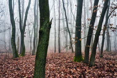 Polonya 'da sonbahar aylarında sisli bir ormanda yaprak döken ağaçlar.