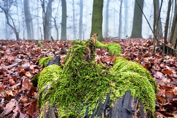 Upadły Pień Drzewa Pokryty Mchem Mglistym Lesie Jesienią Polsce — Zdjęcie stockowe