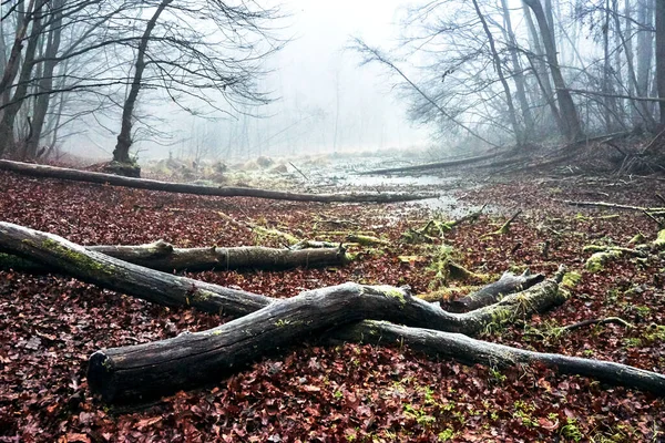 Upadłe Drzewa Małe Jeziorko Mglistym Lesie Jesienią Polsce — Zdjęcie stockowe