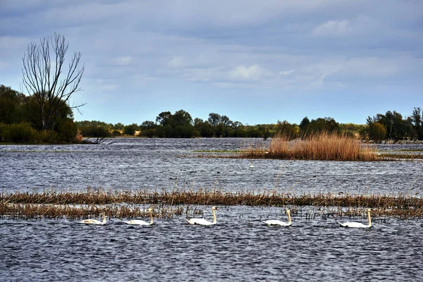 Swan Swimming Flood Mouth River Warta Poland — Stock Photo, Image