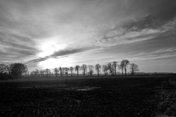 Arbres Feuilles Caduques Poussant Long Une Route Lors Une Soirée — Photo