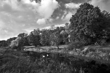 Gölette yüzen kuğuların ve Polonya 'da sonbahar boyunca kuru bir ağacın olduğu manzara, tek renk.