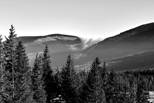 Mýtina Les Během Podzimu Krkonoších Polsku Monochromatický — Stock fotografie