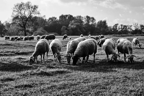 Eine Herde Schafe Weidet Auf Einer Weide Der Warthe Polen — Stockfoto