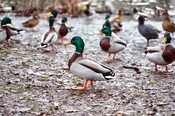 Pato Reais Macho Adulto Costa Lago Polónia — Fotografia de Stock