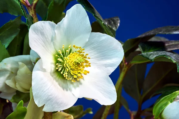 Détail Fleur Hellébore Blanc Pologne — Photo