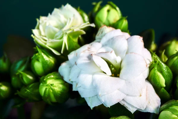 Polonya Daki Kalanchoe Nin Küçük Beyaz Çiçeklerinin Ayrıntıları — Stok fotoğraf