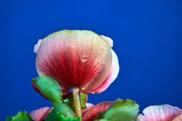 Detail Červené Begonie Květiny Proti Modrému Pozadí Polsku — Stock fotografie