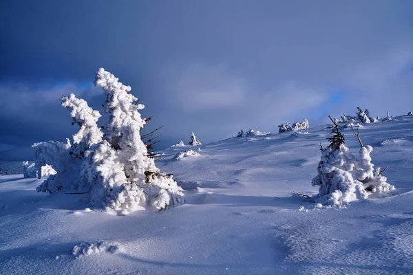 Begraven Sneeuw Bos Het Reuzengebergte Polen — Stockfoto