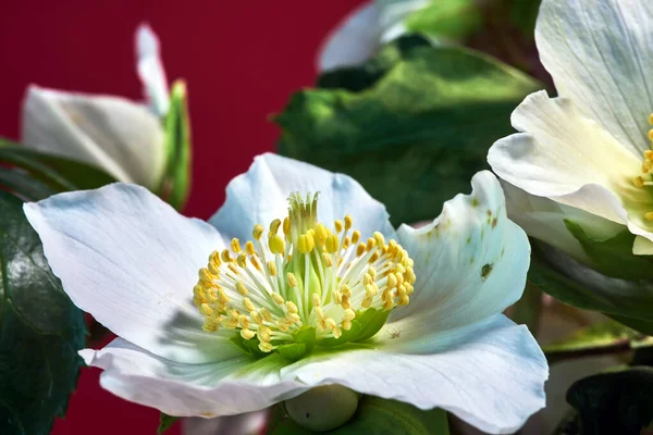 Detail Bílého Květu Hellebore Polsku — Stock fotografie