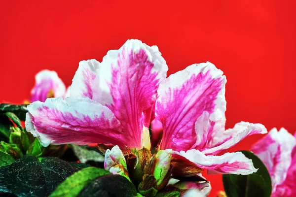 Dettaglio Piccoli Fiori Azalea Bianchi Rosa Polonia — Foto Stock