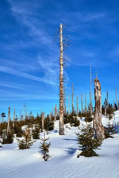 埋在波兰巨人山脉的雪地和干枯的树木中 — 图库照片
