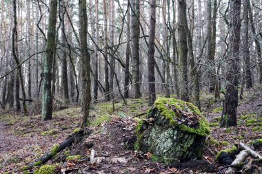 Polonya 'da sonbaharda sisli bir ormanda yosunla kaplanmış bir ağaç gövdesi.