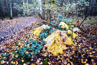 Polonya 'da sonbaharda yaprak döken bir ormanda yapraklar