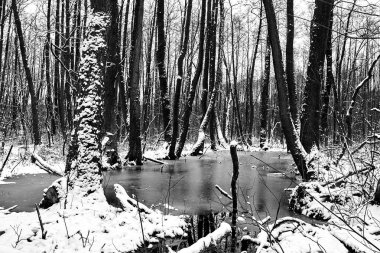 Polonya 'da kış boyunca yaprak döken bir ormanda donmuş gölet ve karla kaplı ağaçlar, tek renk.