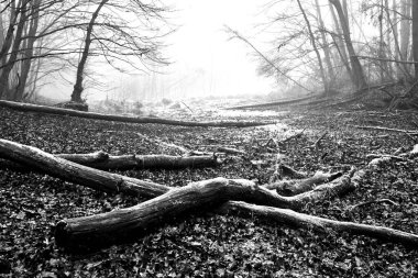 Polonya 'da sonbahar boyunca düşen ağaçlar ve sisli bir ormanda küçük bir göl, monokrom 