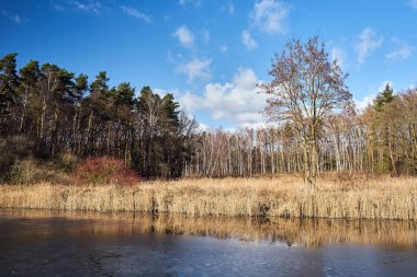 Polonya 'da kış boyunca gölün yanında sazlıklar ve huş ağacı.
