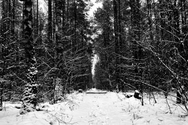 Polonya 'da kış boyunca yaprak döken bir ormanda karla kaplı bir yol, tek renk.