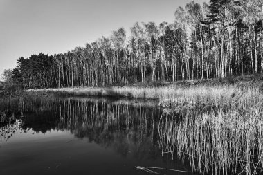 Polonya 'da kış boyunca tek renkli ağaçlar ve bir huş ağacı.