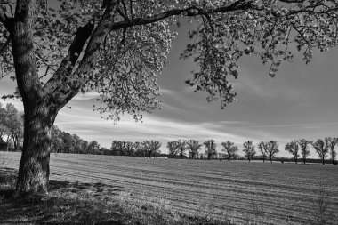 Polonya 'da ilkbahar boyunca çiçek açan bir ağaç ve tarım arazisi olan kırsal alan, tek renk.