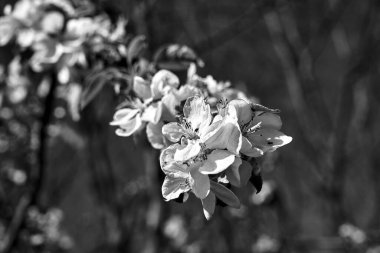 Mavi gökyüzü arka planında çiçek açan meyve ağacı çiçekleri, tek renkli