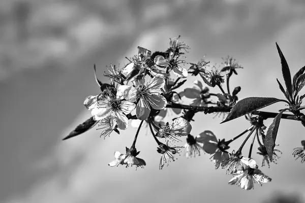 Blooming Fruit Tree Flowers Blue Sky Background Monochrome — Stock Photo, Image