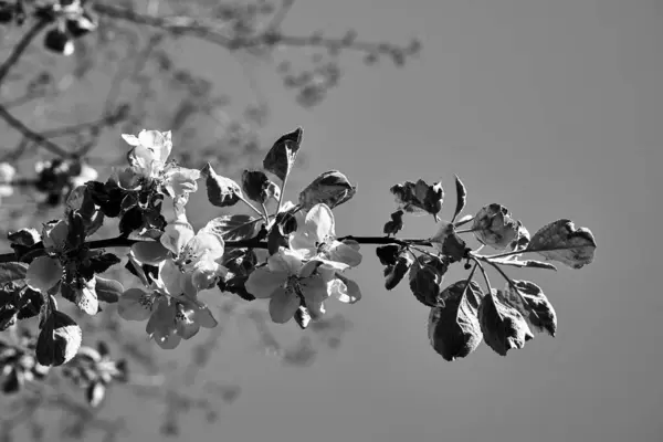 Flores Florecientes Árboles Frutales Sobre Fondo Cielo Azul Monocromo — Foto de Stock