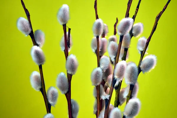 黄色の背景を背景に春になるとヤナギの小枝を咲かせ — ストック写真