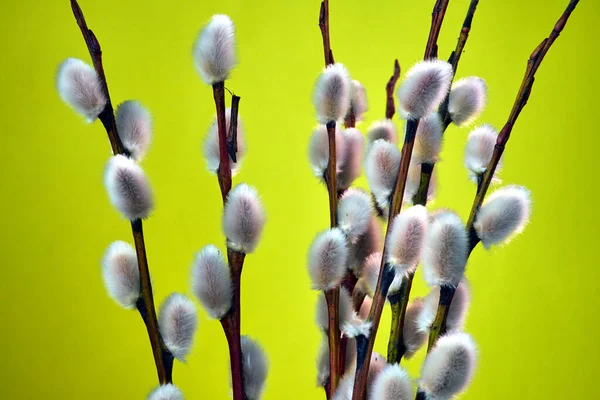 Galhos Salgueiro Florescendo Com Catkins Durante Primavera Contra Fundo Amarelo — Fotografia de Stock