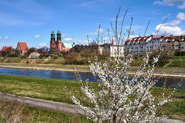 Krzak Owocowy Białymi Kwiatami Wiosną Nad Rzeką Wartą Poznaniu — Zdjęcie stockowe