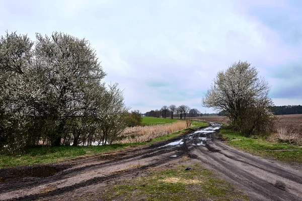 Floraison Arbres Fruitiers Chemin Terre Avec Flaques Eau Pologne — Photo