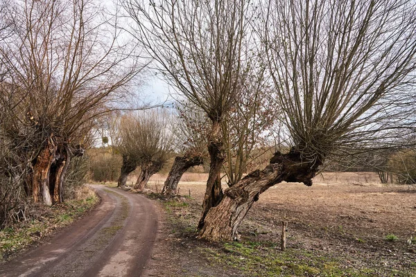 Old Willow Trees Growing Dirt Road Poland — Stock Photo, Image