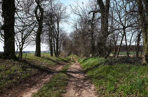 Krajobraz Wiejski Polna Droga Drzewa Liściaste Polsce — Zdjęcie stockowe