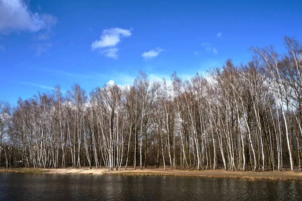 Birch Grove Junto Lagoa Contra Fundo Céu Azul Polônia — Fotografia de Stock