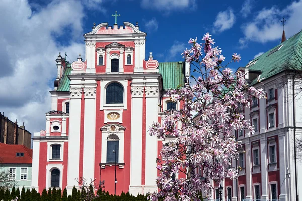 Bloeiende Magnolia Struik Voor Een Barokke Kerk Een Zonnige Dag — Stockfoto