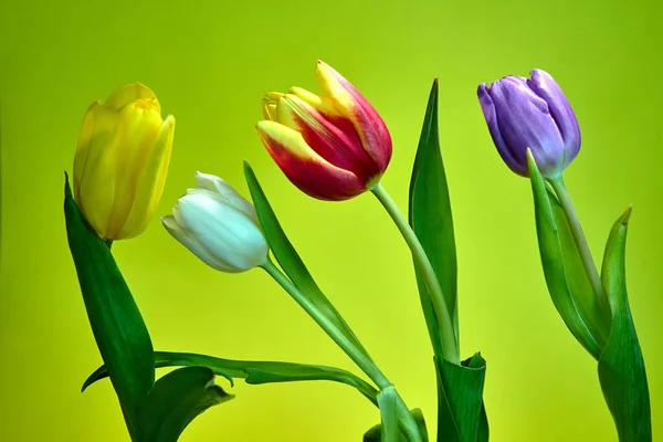 Hermoso Colorido Ramo Tulipanes Amarillos Sobre Fondo Amarillo — Foto de Stock