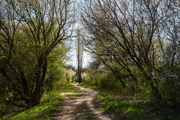 Chemin Terre Dans Forêt Des Buissons Fleurs Pologne Printemps — Photo