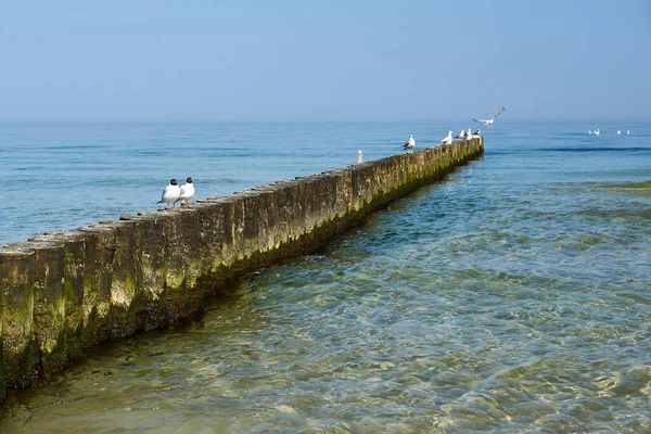 ポーランドのバルト海沿岸の木製の防波堤に座っている用語 — ストック写真