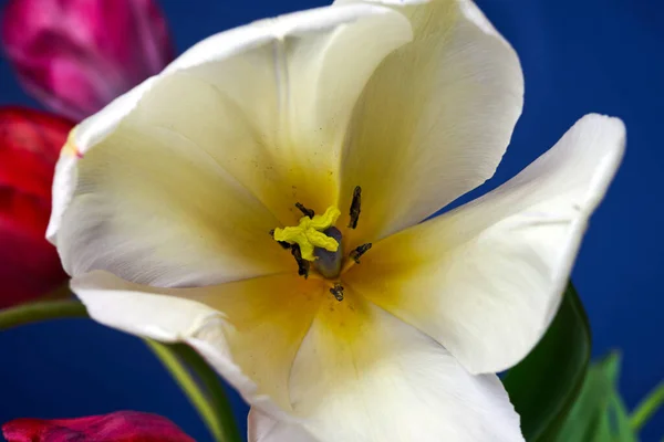Pistole Tyčinky Krásné Bílé Tulipánu — Stock fotografie