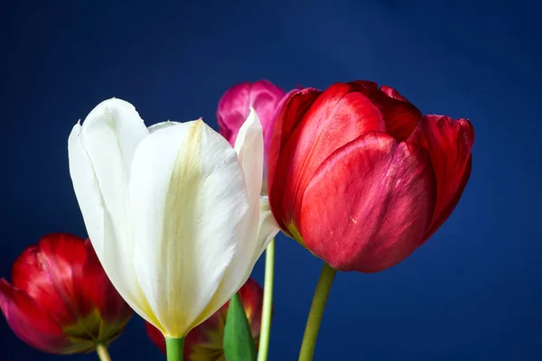 Hermoso Colorido Ramo Tulipanes Amarillos Estudio — Foto de Stock