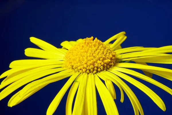 Detail Yellow Flowers Spring Omieg Blue Studio Background — Stock Photo, Image