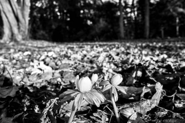 Baharda açan sarı çiftlik çiçeği Polonya 'da bir çayırda, tek renkli.