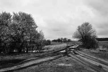 Çiçekli meyve ağaçları ve Polonya 'da su birikintileri olan toprak bir yol.