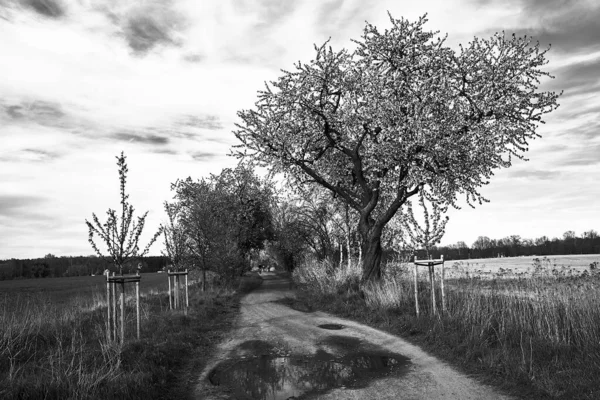 Floraison Arbres Fruitiers Chemin Terre Avec Flaques Eau Pologne Monochrome — Photo