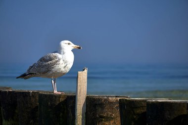 Polonya 'da Baltık Denizi kıyısındaki ahşap bir dalgakıranın üzerinde duran tern.