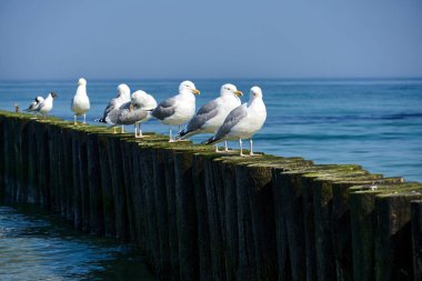 Polonya 'da Baltık Denizi kıyısındaki ahşap bir dalgakıranda oturan ternler.