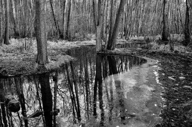 Polonya 'da kış boyunca yaprak döken bir ormandaki buzlar tek renkli.
