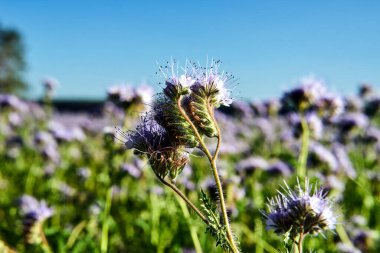 Polonya 'da yaz aylarında facella tanacetifolia çiçeğinin yakın çekimi